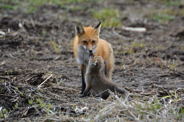Baby Fox kissing mother fox