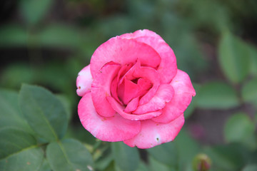 Beautiful pink tender rose flower. Natural floral background. Hd wallpaper flowers nature wallpapers for desktop backgrounds.
