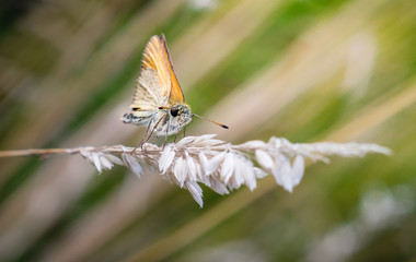 motyl