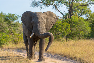 Obraz premium African Elephant (Loxodonta africana) in the bush of the Sabi Sands Reserve, South Africa