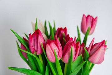 Spring seasonal flowers tulips on a plain background