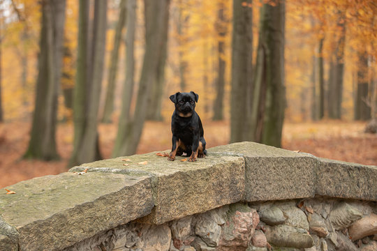 A dog sits on a bridge in the city. Petit brabanson