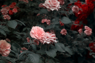 Blooming pink and red roses flowers in mystical garden on mysterious fairy tale spring or summer...