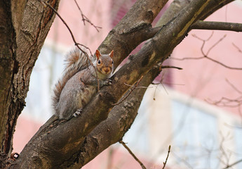 Furry Eastern gray squirrel (sciurus carolinensis) on a tree in New Jersey