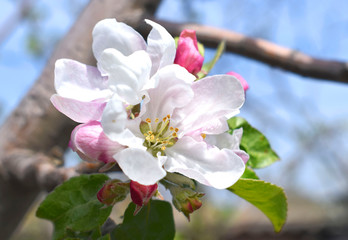 Fototapeta na wymiar Apple tree blossom. Flowering orchard. Spring time.