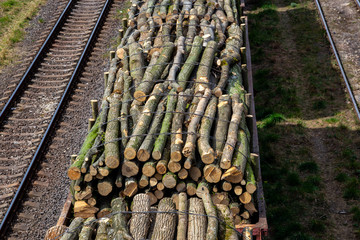 railway station with wagons with felled forest.. Transportation.
