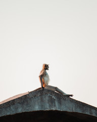 Monkey sitting on a roof of the house