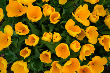 Obraz na płótnie Canvas Red, orange and yellow tulip flowers in the spring garden