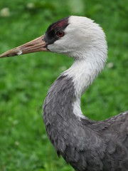 Black-crowned crane