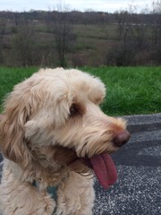 goldendoodle dog in the park