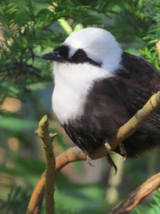 Black and White Harling