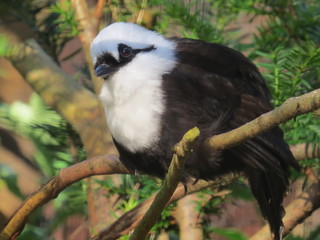 Black and White Harling