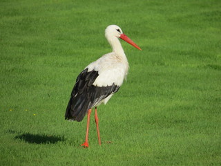 Stork