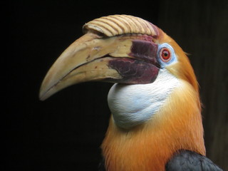 Papua-Hornbill