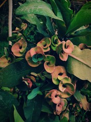 autumn leaves in the garden