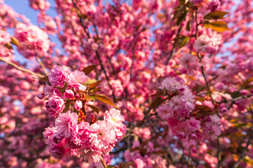 Pink cherry blossom in spring