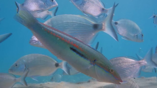 Ornate Wrasse (Halichoeres ornatissimus)  Thalassoma pavo fish underwater group ocean scenery