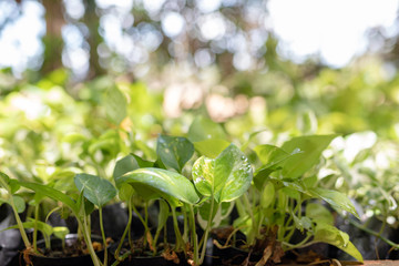 A small green growing tree, with a natural green background, bokeh concept, love the world and reduce global warming.