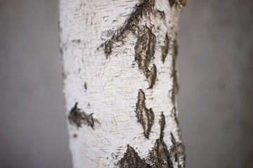 Close-up of a birch tree trunk on grey background.
