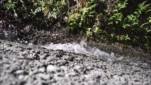 Trinkwasserablass vor Farn am Stra&szlig;enrand, Trinkwasserverlust, bach an der Stra&szlig;e