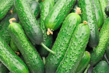 Many green cucumbers as background
