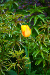 Red, orange and yellow tulip flowers in the spring garden