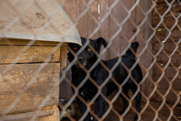 Dog behind bars in an aviary animal shelter. Social advertisement.