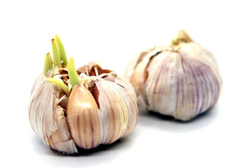 sprouted garlic on a white background