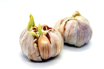 sprouted garlic on a white background