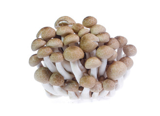 shimeji mushrooms brown varieties isolated on white background