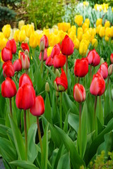 Red, orange and yellow tulip flowers in the spring garden