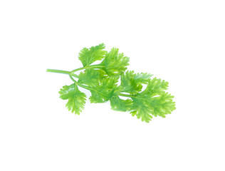 Fresh coriander leaves over white