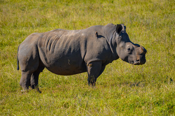 Rhinoceros standing at Tala Game reserve South Africa