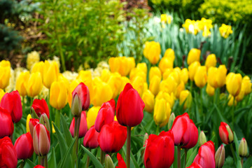 Red, orange and yellow tulip flowers in the spring garden