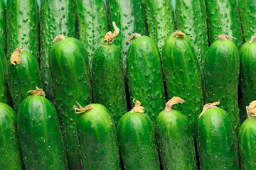 Many green cucumbers as background