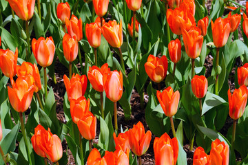 Red, orange and yellow tulip flowers in the spring garden