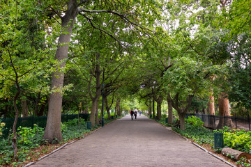 A pathway or walk way in Cape Town. Covered by trees.