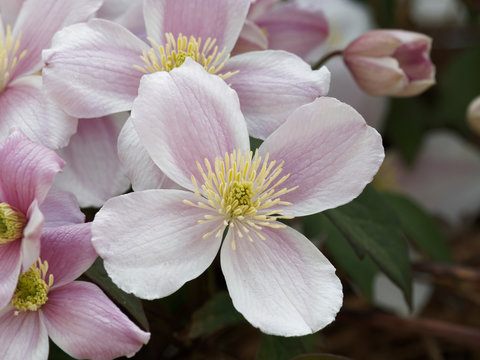 Nahaufnahme auf vier helles Rosa Bl&uuml;tenbl&auml;tter mit goldgelben Staubgef&auml;&szlig;e der Clematis montana 'Rubens' oder Hellrosa Berg-Waldrebe