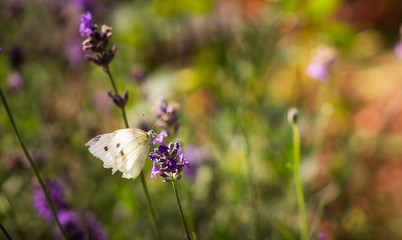 motyl © Marcin