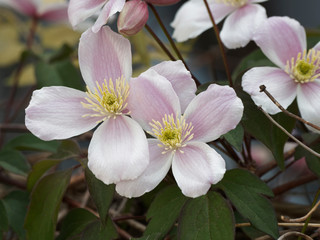 Nahaufnahme auf vier helles Rosa Blütenblätter mit goldgelben Staubgefäße der Clematis montana 'Rubens' oder Hellrosa Berg-Waldrebe