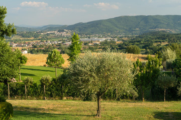 Fototapeta na wymiar Summer landscape at Soci, Tuscany
