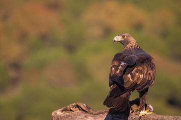 Golden eagle