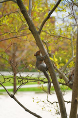 Furry Eastern gray squirrel (sciurus carolinensis) on a tree in New Jersey
