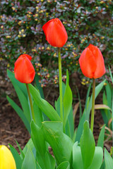 Red, orange and yellow tulip flowers in the spring garden