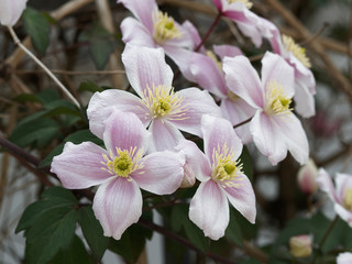 Clematis montana 'Rubens' oder Berg-Waldrebe bedecken Blüten Wände und Rankgerüste wie ein farbenfroher Teppich. Hellrosa Blütenblätter mit Gelben Staubgefäße 