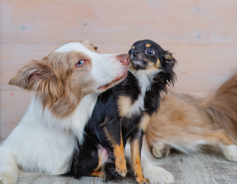 A long-haired mini-dog Chihuahua sits next to a red-haired Australian Shepherd dog. Big dog sniffing a small dog