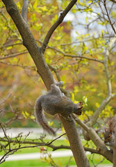 Furry Eastern gray squirrel (sciurus carolinensis) on a tree in New Jersey