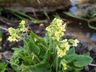 close up yellow primrose Primula vulgaris flowers on shore of forest stream. spring floral background, selective focus