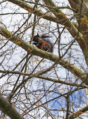 Furry black squirrel (sciurus carolinensis) on a tree in New Jersey