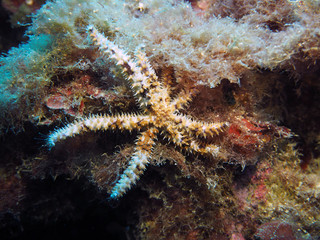 Scuba Diving Malta Gozo Comino